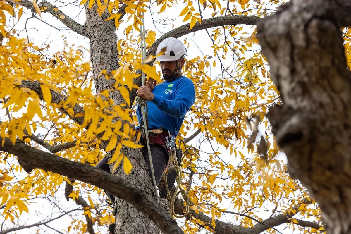 Skilled Storm Damage Cleanup crew working in Utica